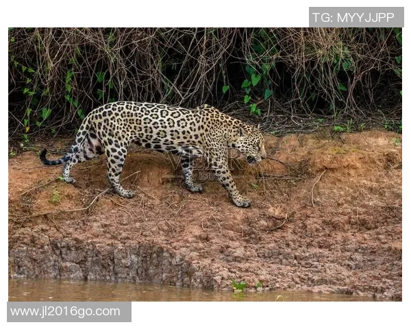 美洲虎与墨西哥美洲的巅峰对决精彩纷呈谁能笑到最后
